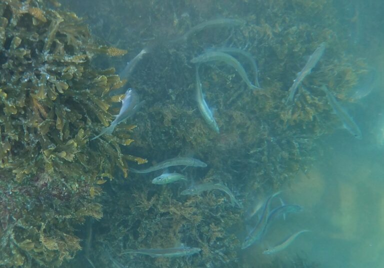 Herring spawn has begun on both of Island’s coastlines